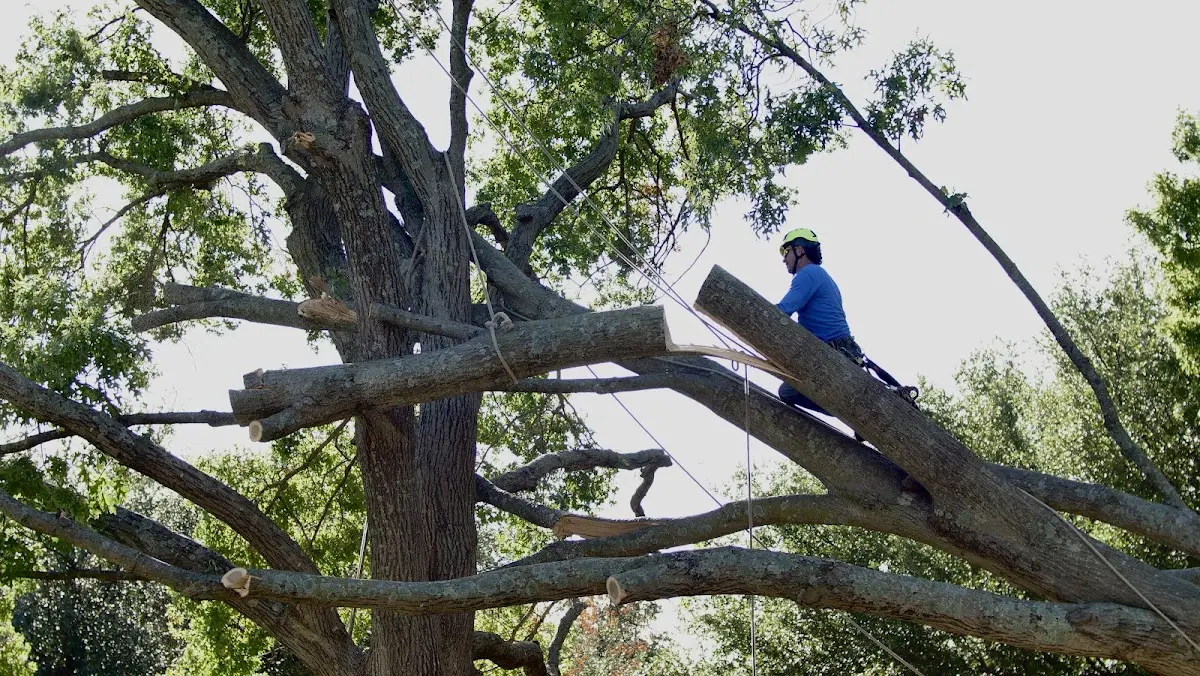 Professional Crown Thinning performed by certified arborists in Stanfield